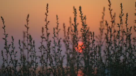 Blick-Auf-Die-Rote-Abendsonne-Durch-Das-Gras