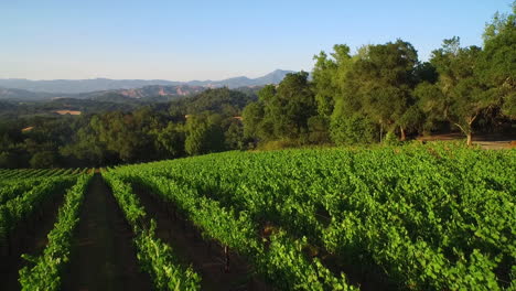 An-low-aerial-over-vast-rows-of-vineyards-in-Northern-California's-Sonoma-County-