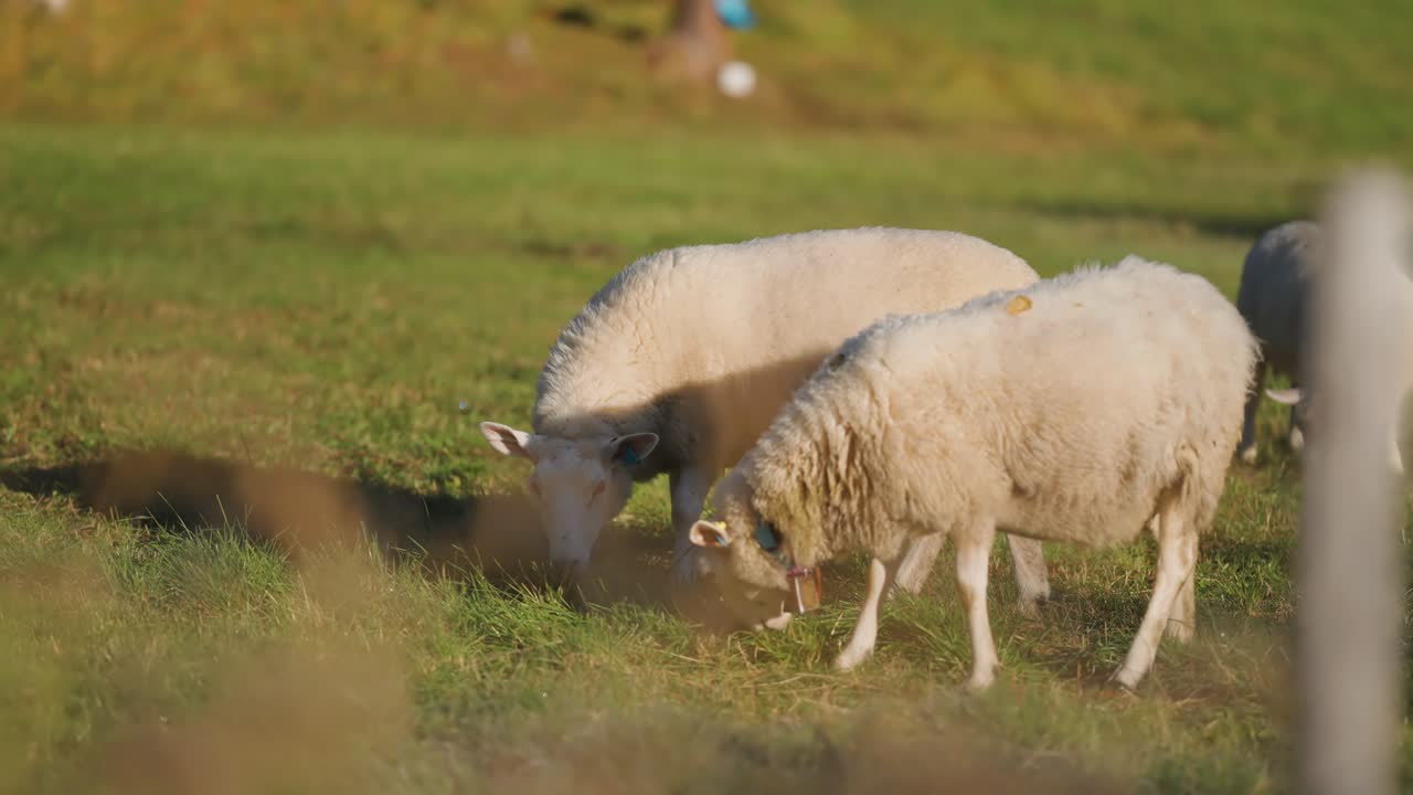 ovejas blancas de lana pastan en el pasto verde