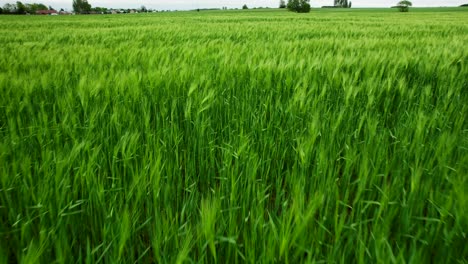 Dolly-forward-aerial-shot-with-drone-over-green-field,-beautiful-nature,-idyllic-landscape,-lush-scenery