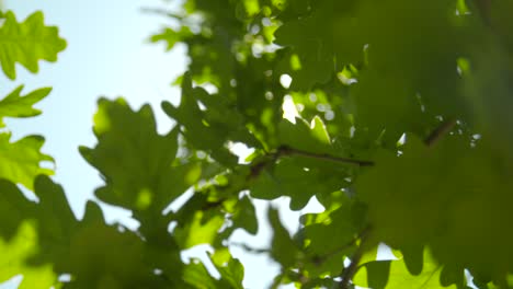 sunlight through oak tree leaves 04