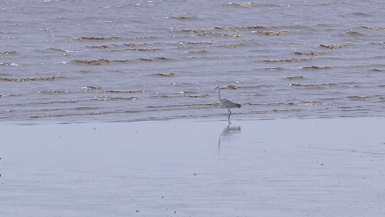 물에서 흰 새 낚시