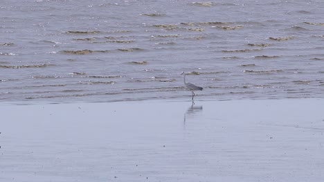 white bird fishing in the water