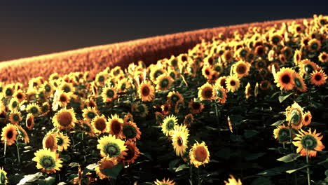 Campo-De-Girasoles-En-La-Espectacular-Puesta-De-Sol