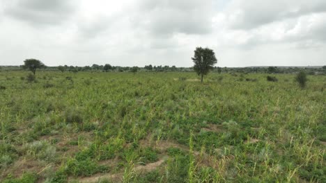 Aerial-drone-forward-moving-shot-flying-over-ripe-millet-field-in-Tharparkar,-Pakistan-on-overcast-day