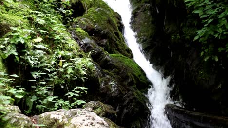 Close-up-view-of-waterfall-splashing-over-rocks-and-a-fallen-tree-in-the-forest