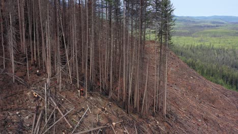 drone captures lumberman felling spruce in british columbia