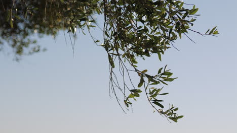 Hervorgehobener-Zweig-Eines-Olivenbaums-Unter-Einem-Heißen-Sommertag-Und-Klarem-Blauem-Himmel---Nahaufnahme-Der-Folie