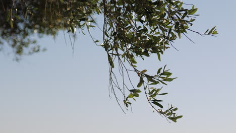 highlighted branch of an olive tree under a hot summer day and clear blue sky - slide close up shot