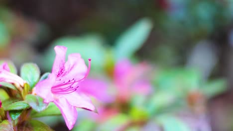 primer plano de las flores de rododendro rosado en flor