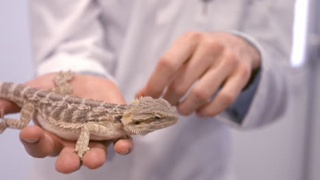 un primer plano del veterinario apuntando a un lagarto