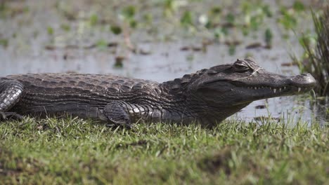 close up of yacare caiman resting in sun