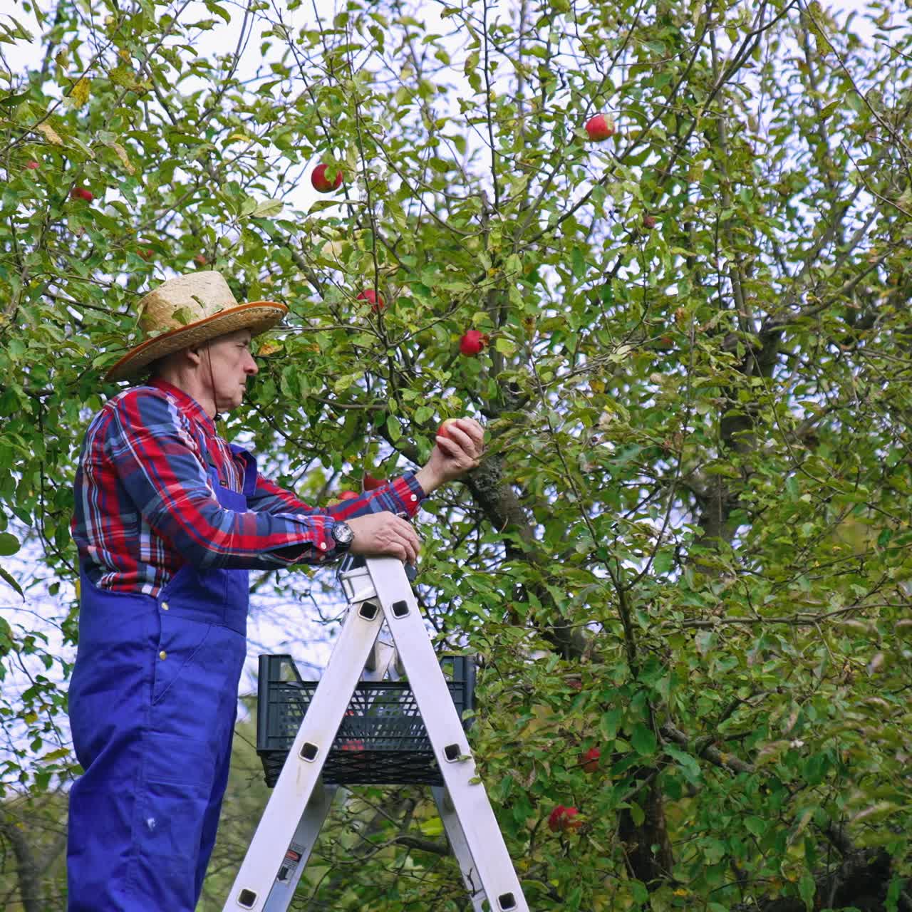 Harvesting fruit in autumn. Farmer collecting ripe apples into a box while standing on a ladder in the orchard. Worker picks up organic fruits from the tree