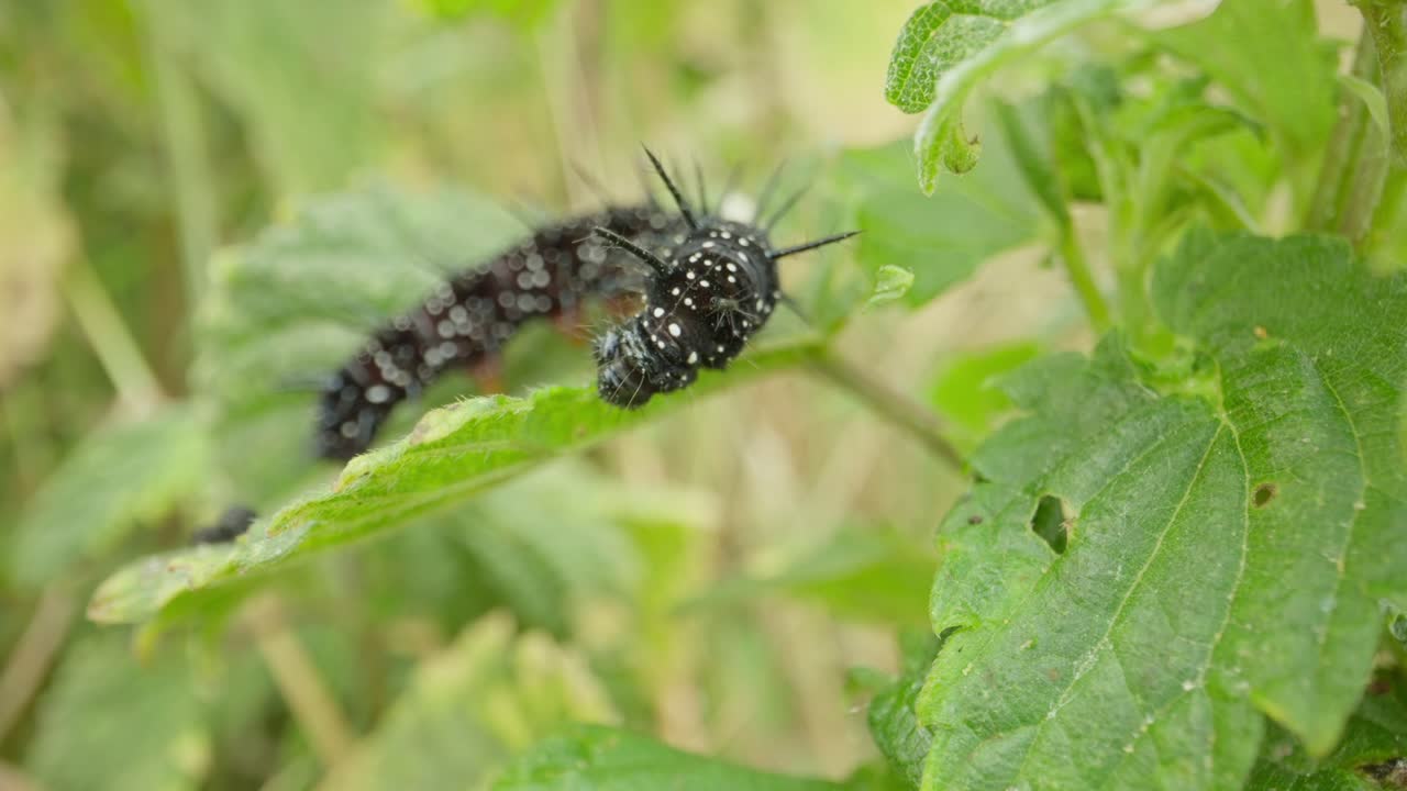 Peacock butterfly caterpillar resting on green leaf establishing natural insect detailed life feeding and crawling