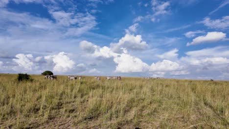 wide shot of tall savanna and zebras