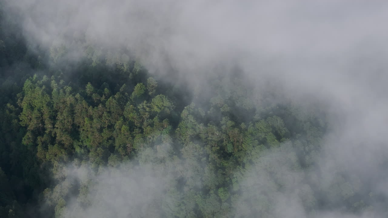 Aerial view of Dolakha Sailung, Nepal cloud-covered dense forests filled with pine trees and rolling hills landscape is a perfect escape for eco-tourism enthusiasts seeking nature's serenity