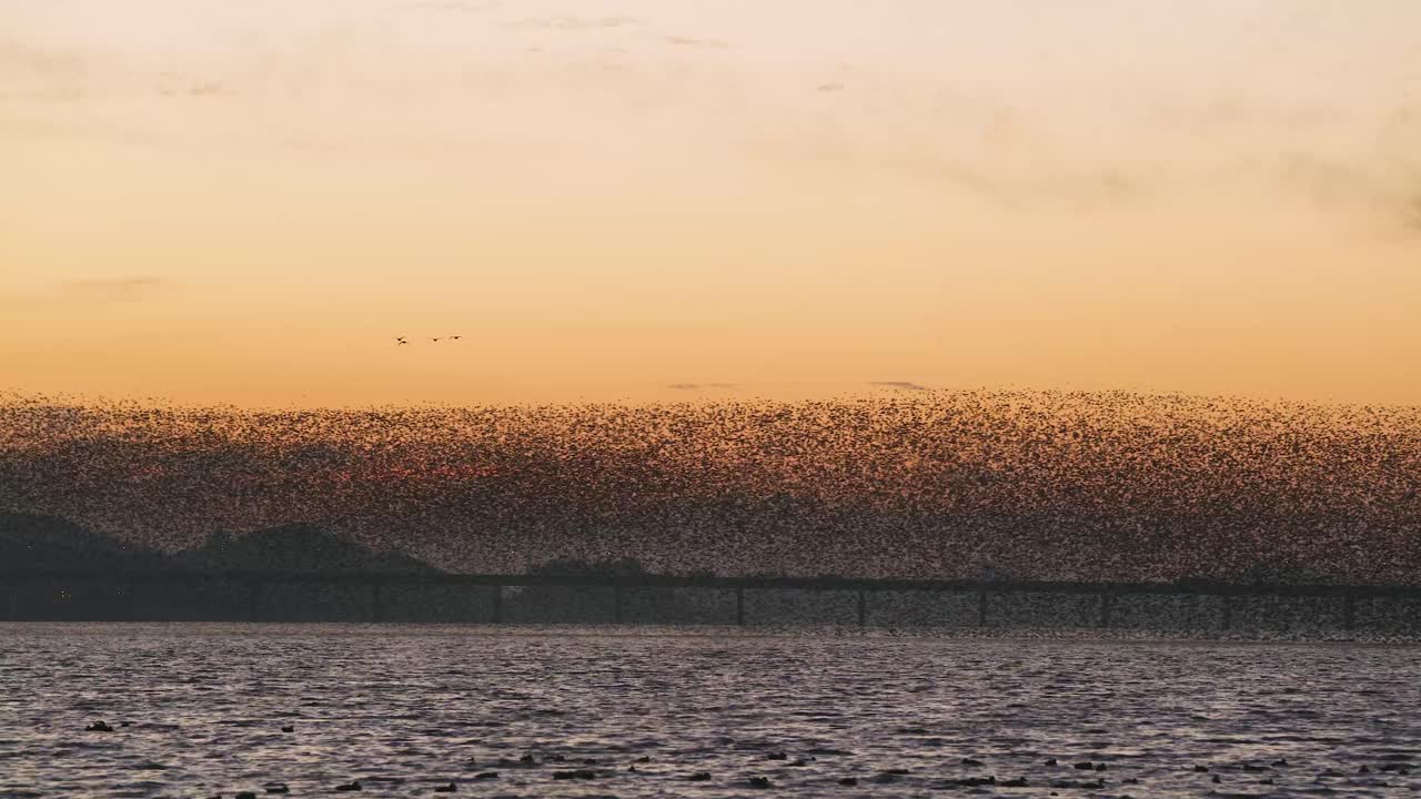 Birds migrating in South Korea during winter.