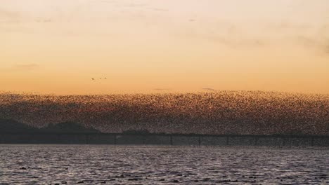 birds migrating in south korea during winter.