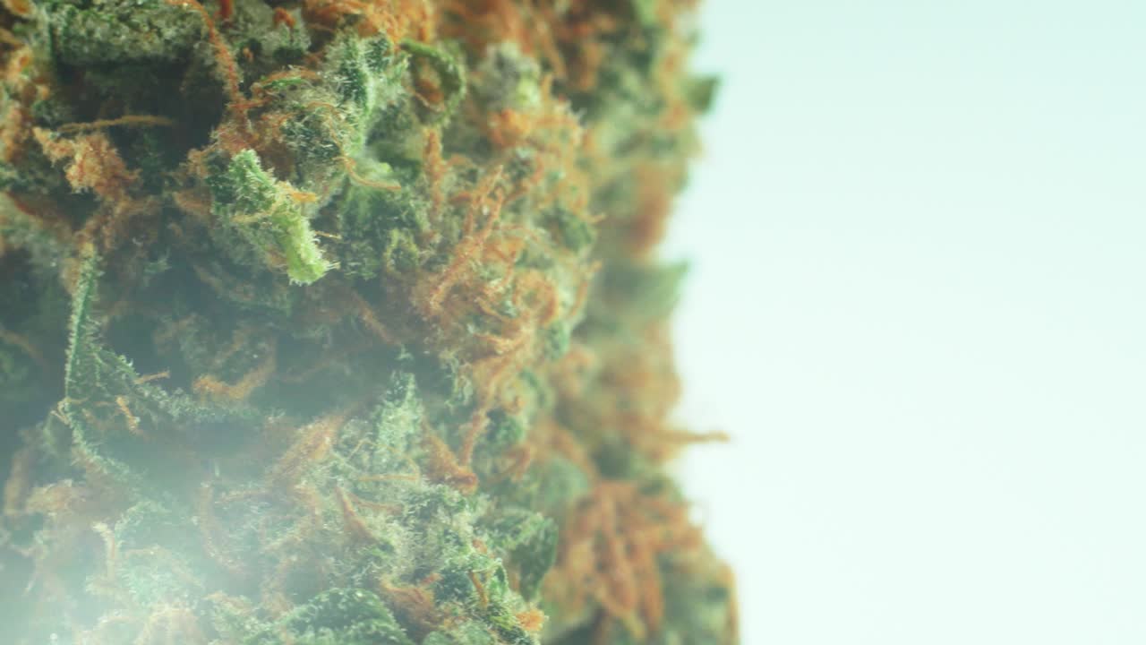 마리화나 사티바 슈퍼 레몬 기억상실증 암네시아 안개 꽃, 주황색 변종, 녹색 및 보라색 쿠시, 360도 회전 스탠드, 느린 동작 4k 비디오, 스튜디오 조명의 매크로 클로즈업 샷