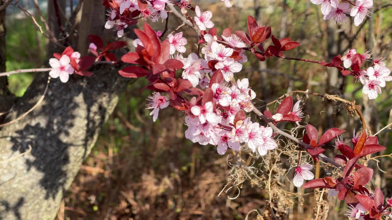 Fiori di prugno e foglie rosse che appaiono su un ramo sotto la luminosa luce solare primaverile.
