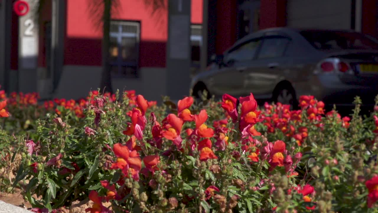 Garden site with red flowers in city. Low POV, dolly left