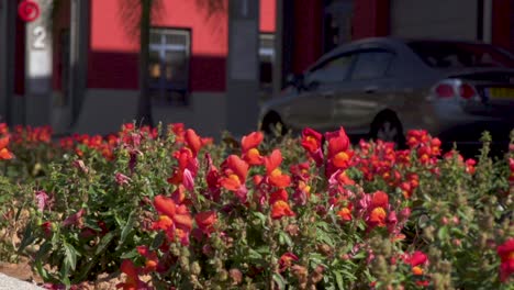 garden site with red flowers in city. low pov, dolly left