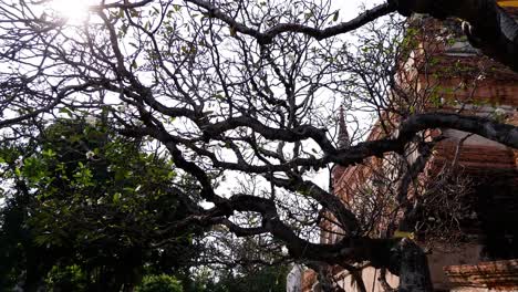 sunlight through tree branches near ancient brick structure