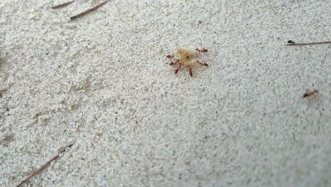 red ants struggle to carry food across loose white sand. their tiny efforts highlight nature's persistent challenges. a fascinating close-up of the insect world.