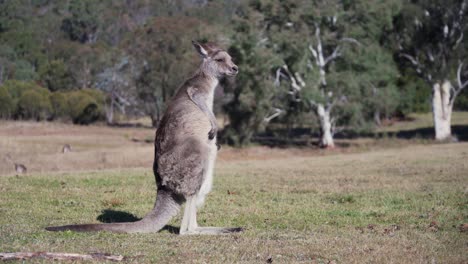 Wallaby-De-Pie-Y-Rascándose-El-Cuerpo---Plano-General