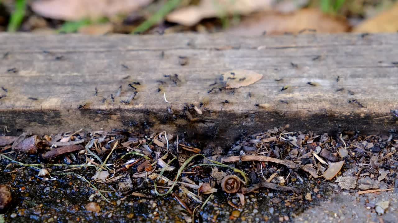 Swarm of ants on house patio area