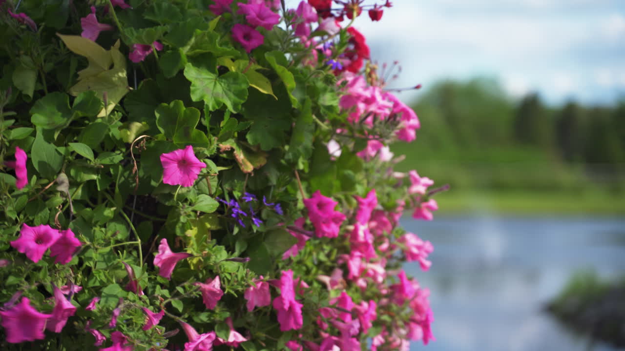 petunias de onda rosa en una cesta colgante con agua y árboles en el fondo en un día de verano ventoso y soleado