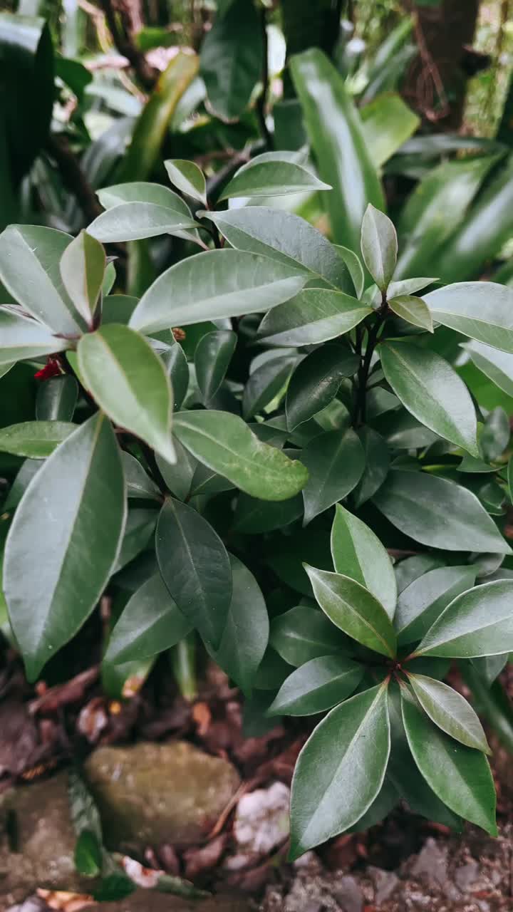 울창 한 초록색 식물 들 의 근접 사진