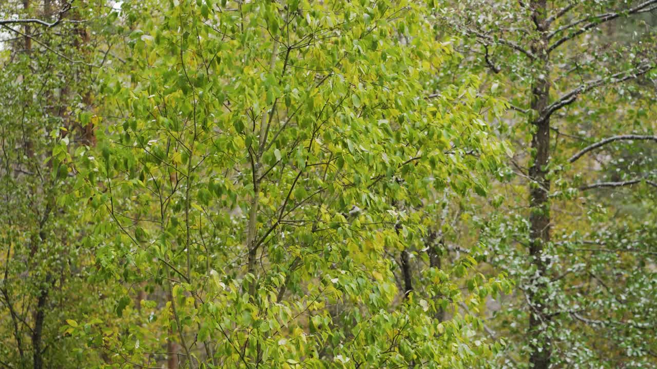 숲에서 일찍 눈이 내리기