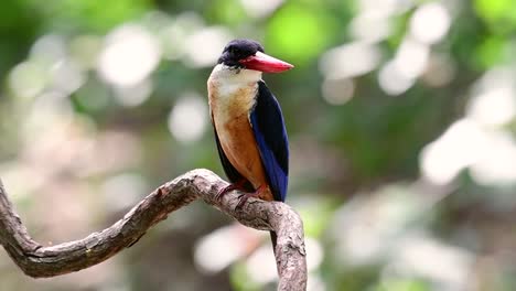 Der-Schwarzkopf-eisvogel-Hat-Einen-Bonbonartigen-Roten-Schnabel-Und-Eine-Schwarze-Kappe,-Die-In-Thailand-Und-Anderen-Asiatischen-Ländern-Zu-Finden-Ist