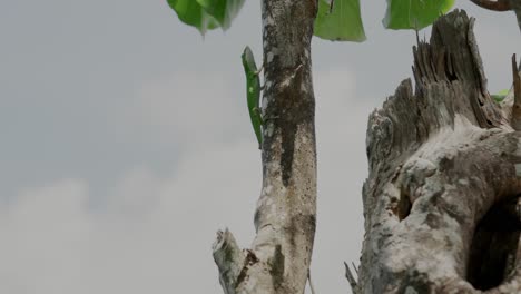 Carolina-Anole-En-La-Rama-De-Un-árbol