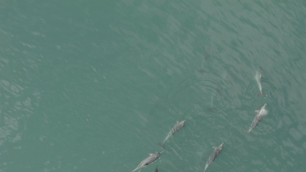 An alpha leading his pod Vleesbaai Western Cape South Africa