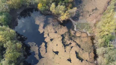 Static-water-lake-with-trees