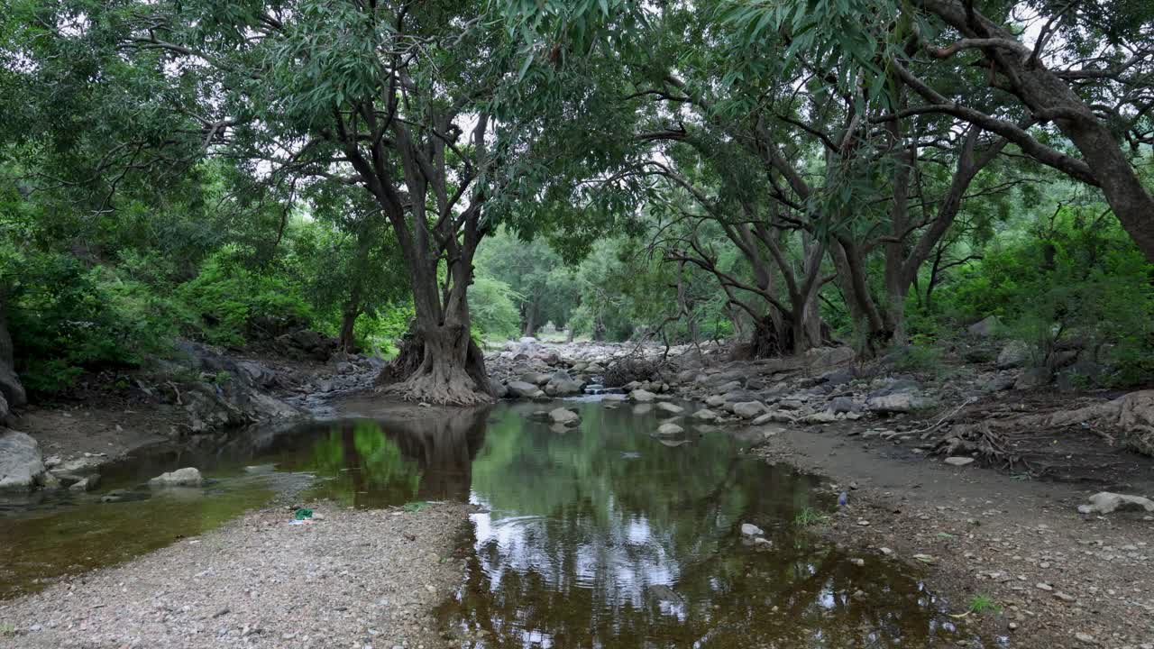 Tranquil Rainforest Scene with Calm river Water and Dense Greenery at Morning