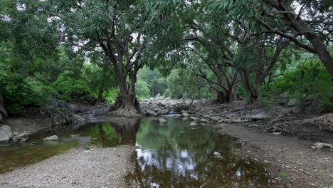 tranquil rainforest scene with calm river water and dense greenery at morning