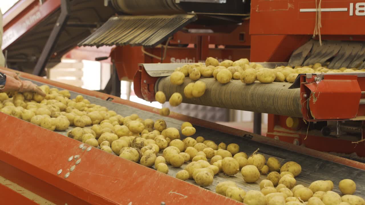 la cosecha de patatas.