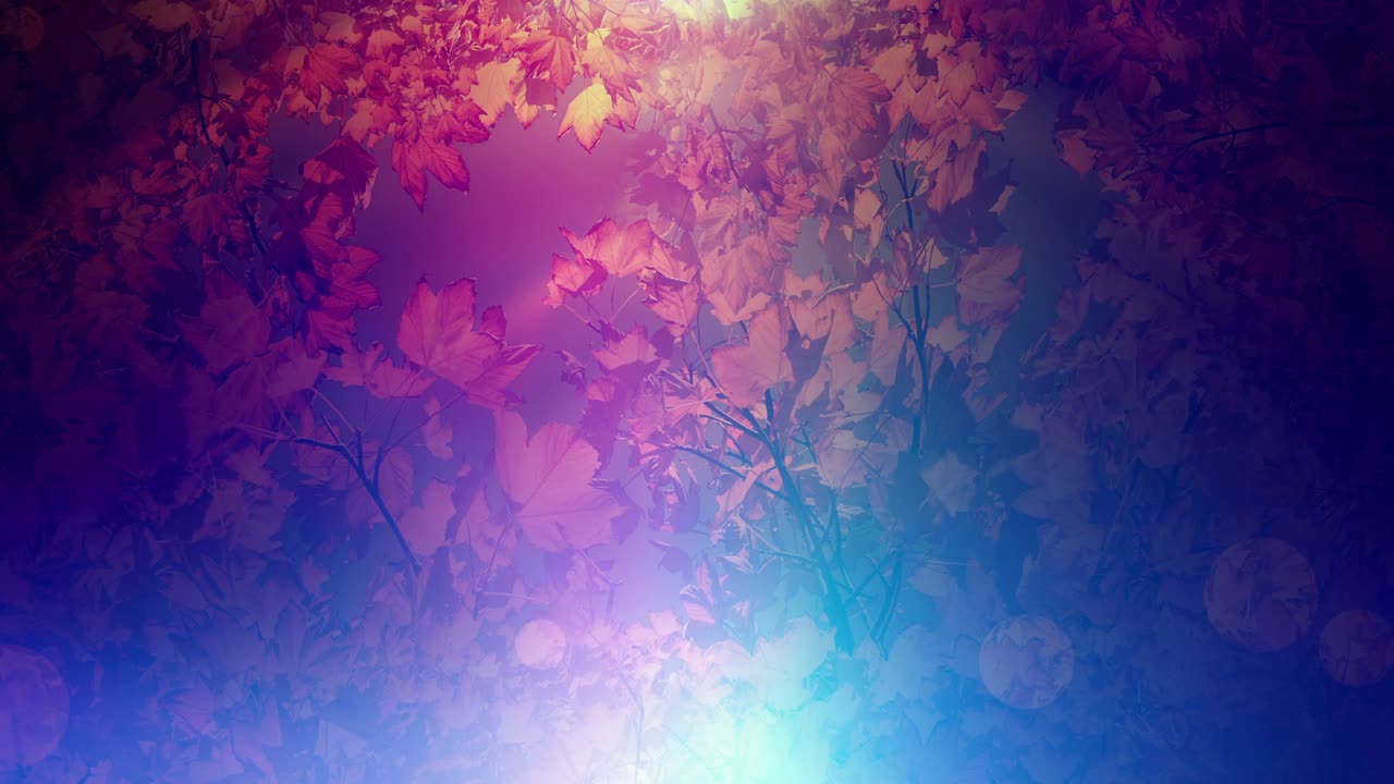 다채로운 가을 시즌 배경 루프