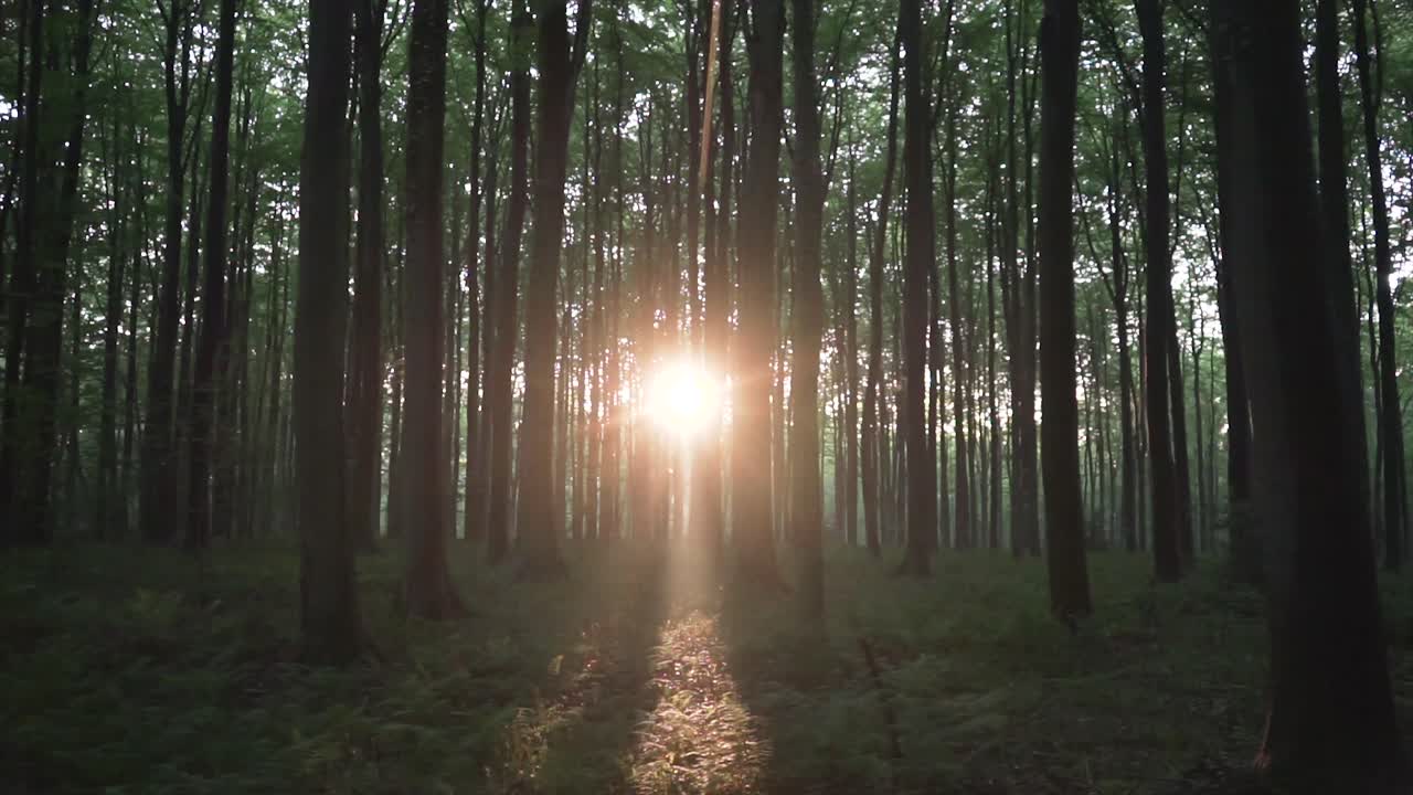 Beautiful hallerbos forest in belgium. Sunset moment with beams between the tall trees. amazing and magic time at the woods.