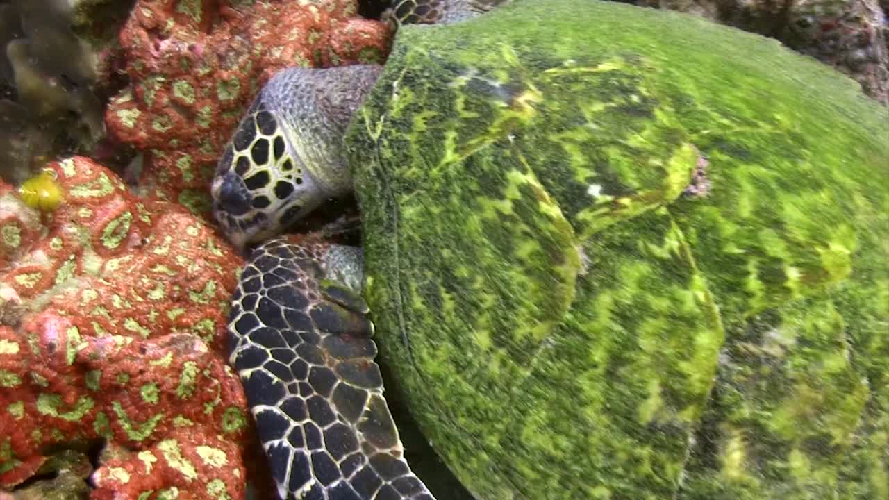 Hawksbill turtle eating 8