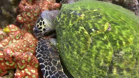 Hawksbill-turtle-eating-8