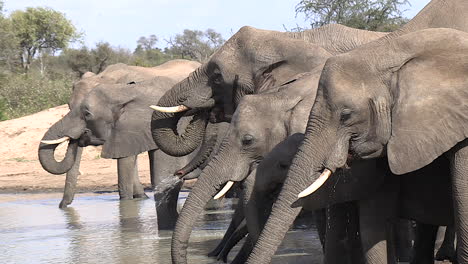 profile side view of elephants raising trunk to mouth drinking water, space for text