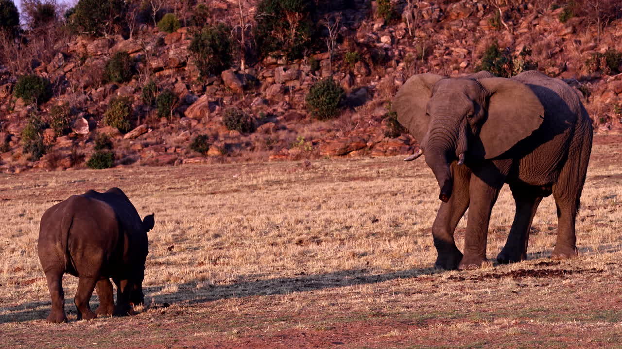 Elephant and Rhino standoff in powerful wildlife confrontation in Africa