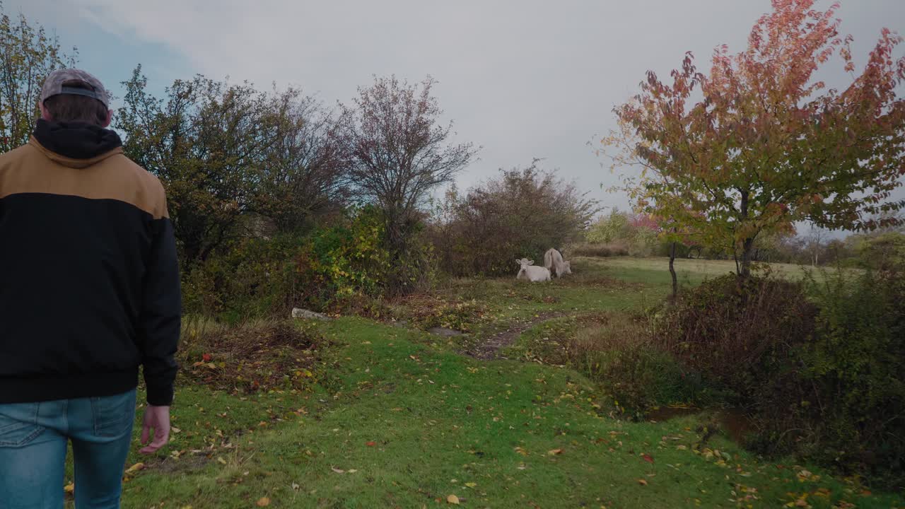 키가 큰 젊은 남자는 소를 향해 걸어가서 녹색 잎이 있는 흥미로운 나뭇가지를 발견합니다 - 중간 샷 추적