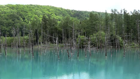 Famous-tourist-attraction-the-Shirogane-Blue-Pond-near-Biei-in-Japan,-pan-right