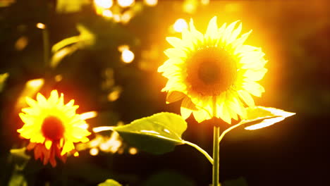 sunflower field landscape at sunset