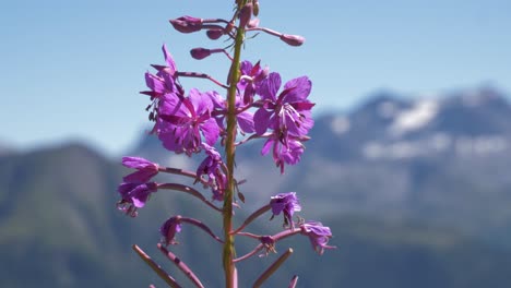 Primer-Plano-De-Una-Abeja-Melífera-Recogiendo-Polen-De-Una-Flor-Alpina-Amarilla-Silvestre